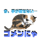ねねこ猫♡実写猫〜毎日使える日常ご挨拶…（個別スタンプ：25）