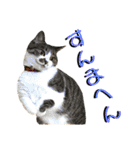 ねねこ猫♡実写猫〜毎日使える日常ご挨拶…（個別スタンプ：26）