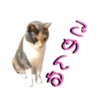 ねねこ猫♡実写猫〜毎日使える日常ご挨拶…（個別スタンプ：27）