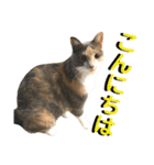 ねねこ猫♡実写猫〜毎日使える日常ご挨拶…（個別スタンプ：28）