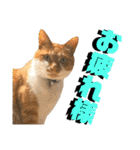ねねこ猫♡実写猫〜毎日使える日常ご挨拶…（個別スタンプ：29）