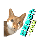 ねねこ猫♡実写猫〜毎日使える日常ご挨拶…（個別スタンプ：30）