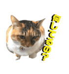 ねねこ猫♡実写猫〜毎日使える日常ご挨拶…（個別スタンプ：31）