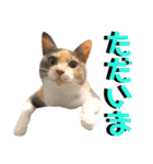 ねねこ猫♡実写猫〜毎日使える日常ご挨拶…（個別スタンプ：32）