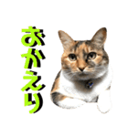 ねねこ猫♡実写猫〜毎日使える日常ご挨拶…（個別スタンプ：33）