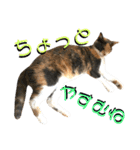 ねねこ猫♡実写猫〜毎日使える日常ご挨拶…（個別スタンプ：34）