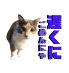 ねねこ猫♡実写猫〜毎日使える日常ご挨拶…（個別スタンプ：36）