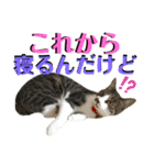 ねねこ猫♡実写猫〜毎日使える日常ご挨拶…（個別スタンプ：37）