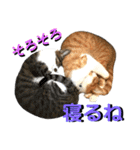 ねねこ猫♡実写猫〜毎日使える日常ご挨拶…（個別スタンプ：38）