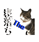 ねねこ猫♡実写猫〜毎日使える日常ご挨拶…（個別スタンプ：39）