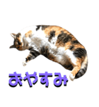 ねねこ猫♡実写猫〜毎日使える日常ご挨拶…（個別スタンプ：40）