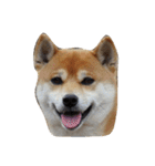 柴犬くうた(顔)（個別スタンプ：2）
