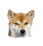 柴犬くうた(顔)（個別スタンプ：3）