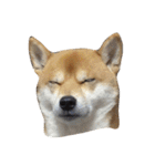 柴犬くうた(顔)（個別スタンプ：4）