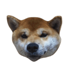 柴犬くうた(顔)（個別スタンプ：5）