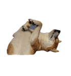 柴犬くうた(顔)（個別スタンプ：6）