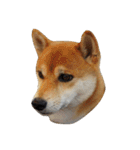 柴犬くうた(顔)（個別スタンプ：7）