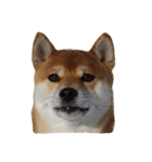 柴犬くうた(顔)（個別スタンプ：8）