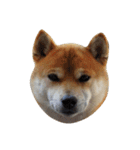 柴犬くうた(顔)（個別スタンプ：9）