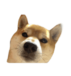 柴犬くうた(顔)（個別スタンプ：10）