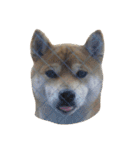 柴犬くうた(顔)（個別スタンプ：11）