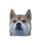 柴犬くうた(顔)（個別スタンプ：12）