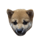 柴犬くうた(顔)（個別スタンプ：13）