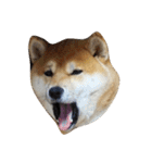 柴犬くうた(顔)（個別スタンプ：14）