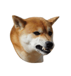柴犬くうた(顔)（個別スタンプ：15）