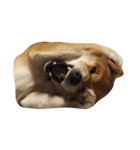 柴犬くうた(顔)（個別スタンプ：16）