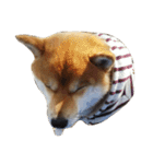 柴犬くうた(顔)（個別スタンプ：17）