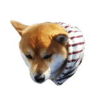 柴犬くうた(顔)（個別スタンプ：18）