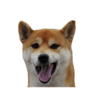 柴犬くうた(顔)（個別スタンプ：20）