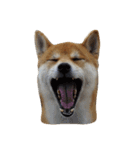 柴犬くうた(顔)（個別スタンプ：21）