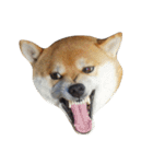 柴犬くうた(顔)（個別スタンプ：22）