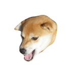 柴犬くうた(顔)（個別スタンプ：23）