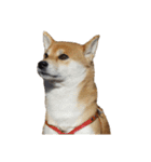 柴犬くうた(顔)（個別スタンプ：24）