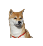 柴犬くうた(顔)（個別スタンプ：25）