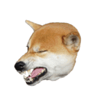 柴犬くうた(顔)（個別スタンプ：26）