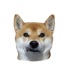 柴犬くうた(顔)（個別スタンプ：27）