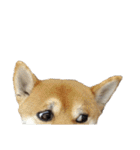 柴犬くうた(顔)（個別スタンプ：28）