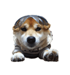 柴犬くうた(顔)（個別スタンプ：31）