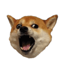柴犬くうた(顔)（個別スタンプ：32）