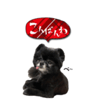 雪と黒（個別スタンプ：3）