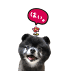 雪と黒（個別スタンプ：4）