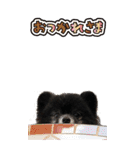 雪と黒（個別スタンプ：10）
