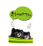 雪と黒（個別スタンプ：12）