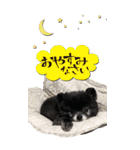 雪と黒（個別スタンプ：16）