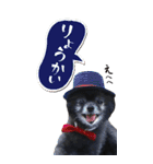 雪と黒（個別スタンプ：19）
