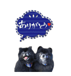 雪と黒（個別スタンプ：20）
